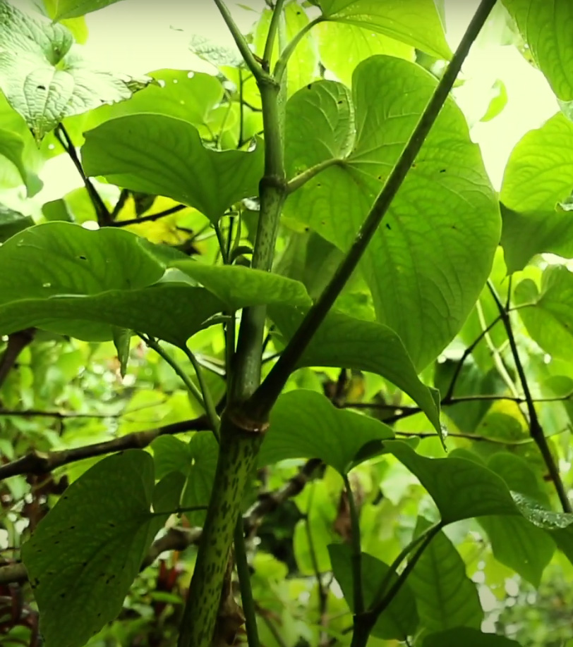 kava leaves santo